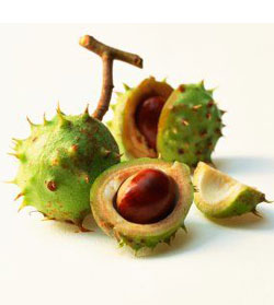 India chestnut
