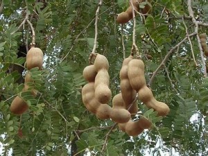 India chestnut on tree